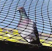 Pigeon Net, Pigeon Protection Net