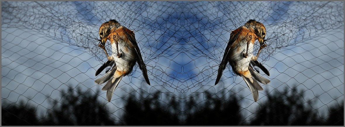 Bird Net, Bird Protection Net